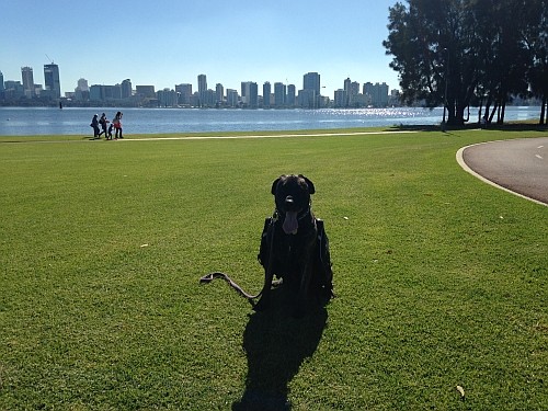 Dog Training in South Perth
